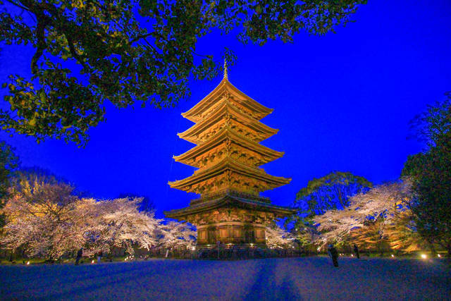 不二桜が咲き誇る 東寺夜桜ライトアップ が会期短縮になりました 京都花めぐり 年4月4日 エキサイトニュース