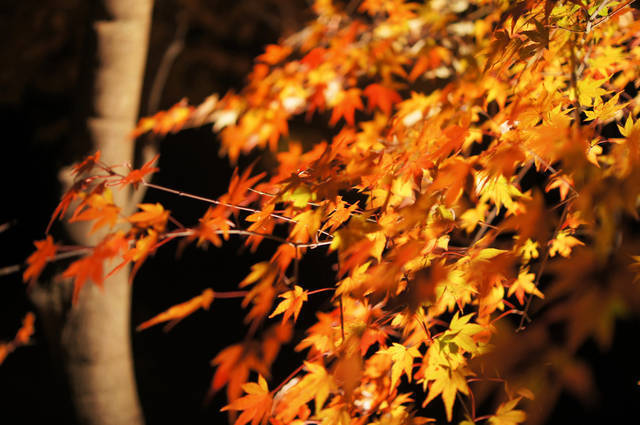 19年 京都の紅葉ライトアップ 京の都始まりの地 将軍塚青龍殿 から見下ろす紅葉と京の町 17年12月1日 エキサイトニュース