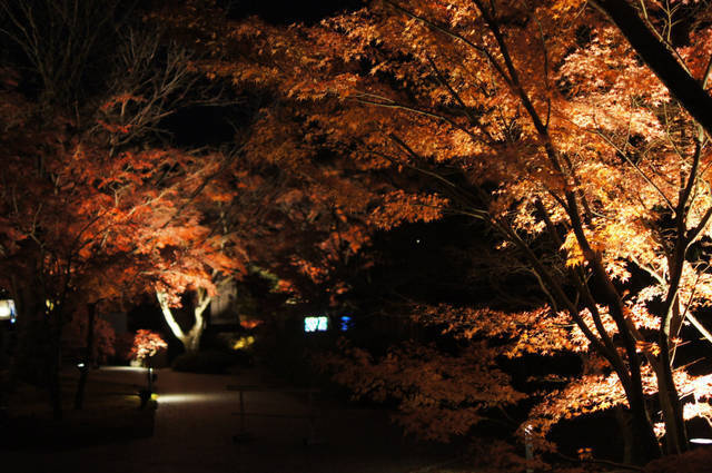 19年 京都の紅葉ライトアップ 京の都始まりの地 将軍塚青龍殿 から見下ろす紅葉と京の町 17年12月1日 エキサイトニュース