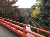 「【2019京都紅葉最新】水面に映る紅葉並木もまた絶景！遊歩道の散策コースは憩いスポット☆「山科疏水」」の画像3