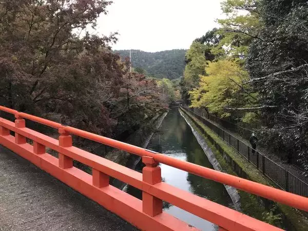 「【2019京都紅葉最新】水面に映る紅葉並木もまた絶景！遊歩道の散策コースは憩いスポット☆「山科疏水」」の画像