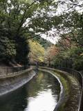 「【2019京都紅葉最新】水面に映る紅葉並木もまた絶景！遊歩道の散策コースは憩いスポット☆「山科疏水」」の画像4