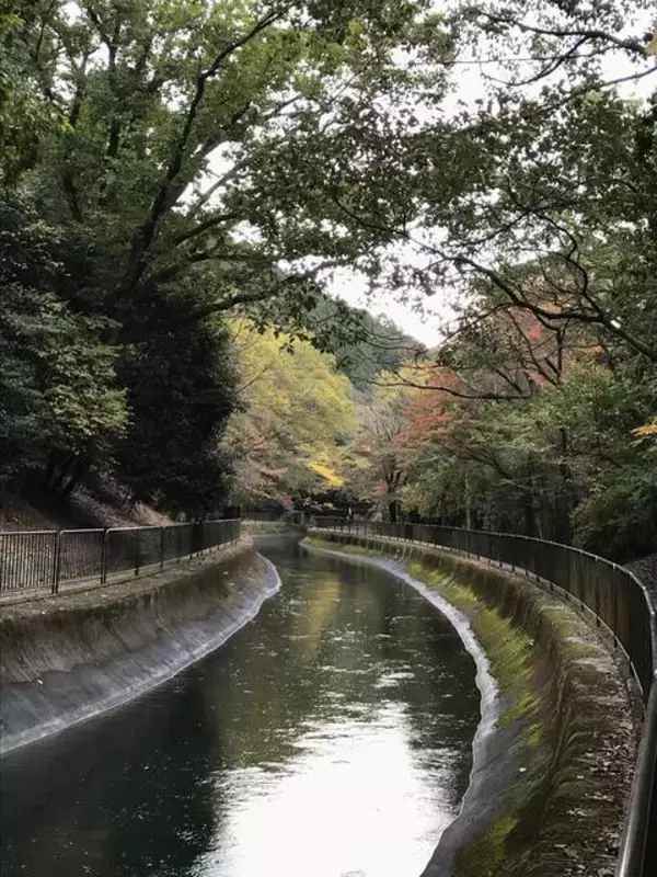 「【2019京都紅葉最新】水面に映る紅葉並木もまた絶景！遊歩道の散策コースは憩いスポット☆「山科疏水」」の画像
