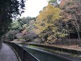 「【2019京都紅葉最新】水面に映る紅葉並木もまた絶景！遊歩道の散策コースは憩いスポット☆「山科疏水」」の画像1