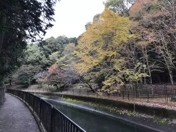 【2019京都紅葉最新】水面に映る紅葉並木もまた絶景！遊歩道の散策コースは憩いスポット☆「山科疏水」
