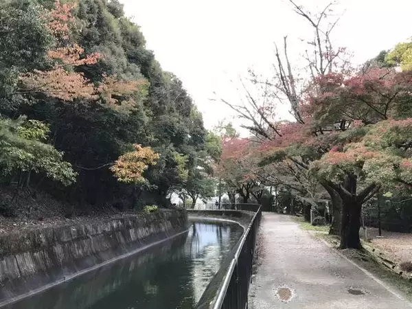 「【2019京都紅葉最新】水面に映る紅葉並木もまた絶景！遊歩道の散策コースは憩いスポット☆「山科疏水」」の画像