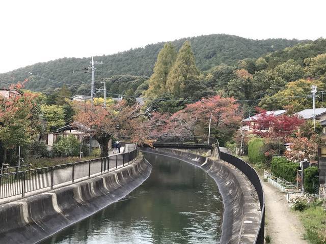 【2019京都紅葉最新】水面に映る紅葉並木もまた絶景！遊歩道の散策コースは憩いスポット☆「山科疏水」
