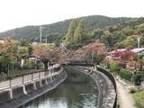 「【2019京都紅葉最新】水面に映る紅葉並木もまた絶景！遊歩道の散策コースは憩いスポット☆「山科疏水」」の画像6