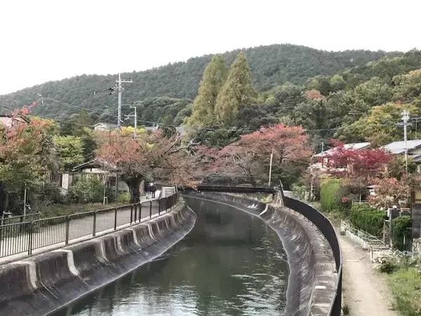 「【2019京都紅葉最新】水面に映る紅葉並木もまた絶景！遊歩道の散策コースは憩いスポット☆「山科疏水」」の画像