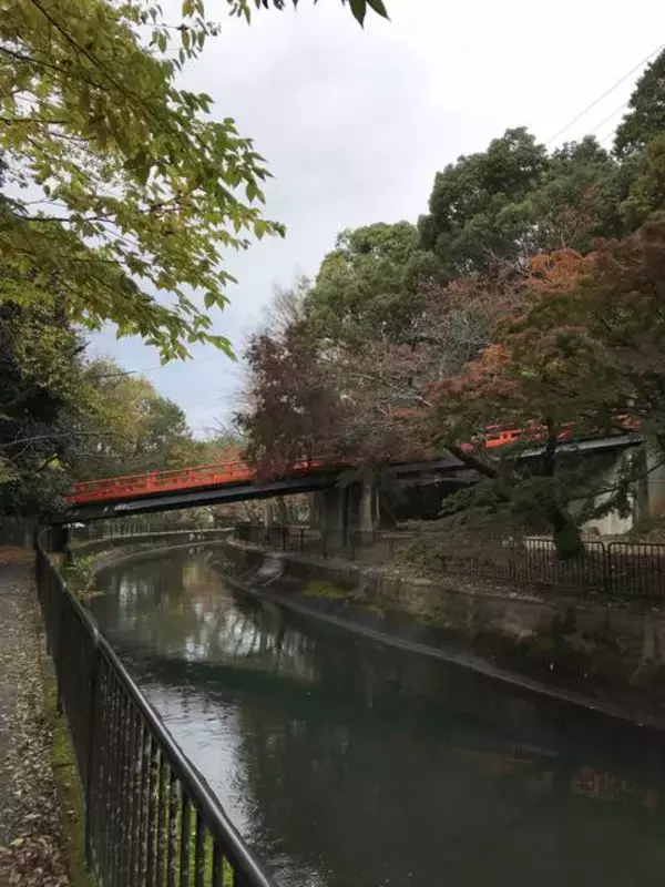 「【2019京都紅葉最新】水面に映る紅葉並木もまた絶景！遊歩道の散策コースは憩いスポット☆「山科疏水」」の画像