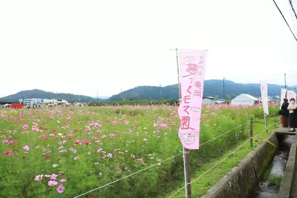 「【コスモス】関西最大級！800万本のコスモスが咲き誇る『亀岡夢コスモス園』【京都花めぐり】」の画像
