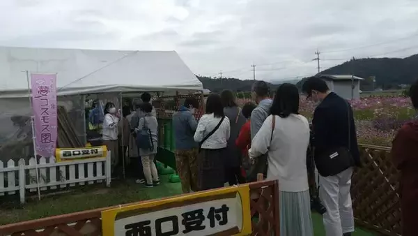 「【コスモス】関西最大級！800万本のコスモスが咲き誇る『亀岡夢コスモス園』【京都花めぐり】」の画像