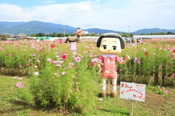 「【コスモス】関西最大級！800万本のコスモスが咲き誇る『亀岡夢コスモス園』【京都花めぐり】」の画像