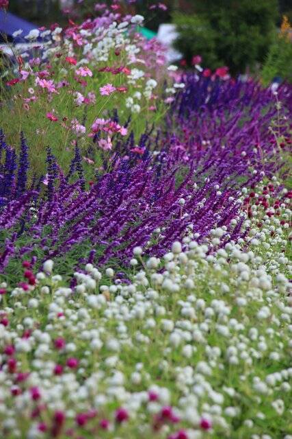 【コスモス】関西最大級！800万本のコスモスが咲き誇る『亀岡夢コスモス園』【京都花めぐり】