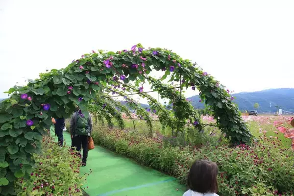 「【コスモス】関西最大級！800万本のコスモスが咲き誇る『亀岡夢コスモス園』【京都花めぐり】」の画像