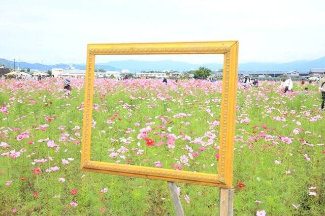 【コスモス】関西最大級！800万本のコスモスが咲き誇る『亀岡夢コスモス園』【京都花めぐり】