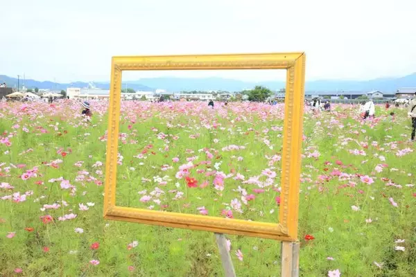 「【コスモス】関西最大級！800万本のコスモスが咲き誇る『亀岡夢コスモス園』【京都花めぐり】」の画像