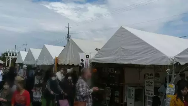 「【コスモス】関西最大級！800万本のコスモスが咲き誇る『亀岡夢コスモス園』【京都花めぐり】」の画像