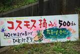 「【コスモス】関西最大級！800万本のコスモスが咲き誇る『亀岡夢コスモス園』【京都花めぐり】」の画像13