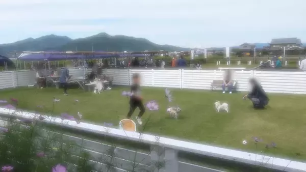 「【コスモス】関西最大級！800万本のコスモスが咲き誇る『亀岡夢コスモス園』【京都花めぐり】」の画像