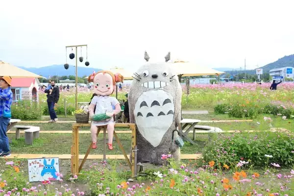 「【コスモス】関西最大級！800万本のコスモスが咲き誇る『亀岡夢コスモス園』【京都花めぐり】」の画像