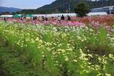 「【コスモス】関西最大級！800万本のコスモスが咲き誇る『亀岡夢コスモス園』【京都花めぐり】」の画像14