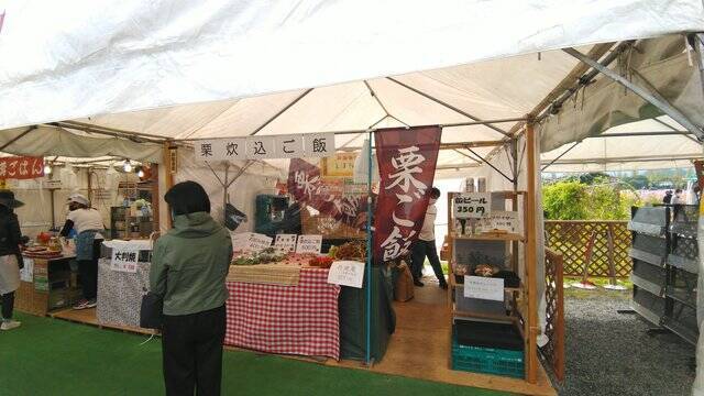 【コスモス】関西最大級！800万本のコスモスが咲き誇る『亀岡夢コスモス園』【京都花めぐり】