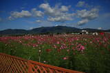 「【コスモス】関西最大級！800万本のコスモスが咲き誇る『亀岡夢コスモス園』【京都花めぐり】」の画像1