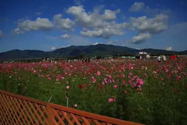 【コスモス】関西最大級！800万本のコスモスが咲き誇る『亀岡夢コスモス園』【京都花めぐり】