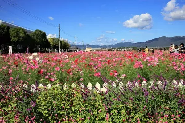 「【コスモス】関西最大級！800万本のコスモスが咲き誇る『亀岡夢コスモス園』【京都花めぐり】」の画像