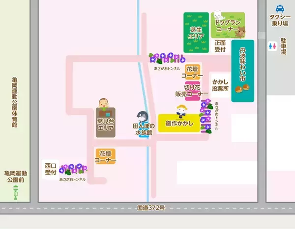 「【コスモス】関西最大級！800万本のコスモスが咲き誇る『亀岡夢コスモス園』【京都花めぐり】」の画像