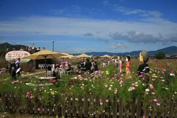 「【コスモス】関西最大級！800万本のコスモスが咲き誇る『亀岡夢コスモス園』【京都花めぐり】」の画像