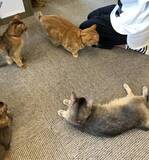 「リニューアル！「石焼生パスタ蔵之助のしっぽ」☆名物・石焼パンケーキが絶品‼︎」の画像10