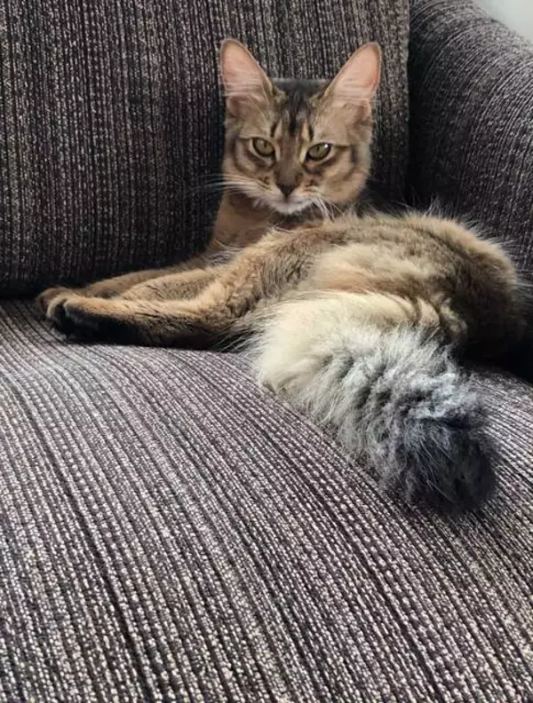 「リニューアル！「石焼生パスタ蔵之助のしっぽ」☆名物・石焼パンケーキが絶品‼︎」の画像