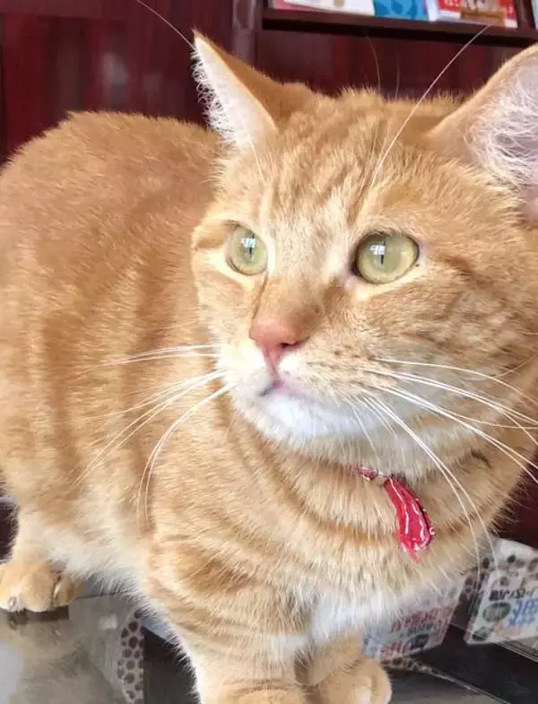 「リニューアル！「石焼生パスタ蔵之助のしっぽ」☆名物・石焼パンケーキが絶品‼︎」の画像