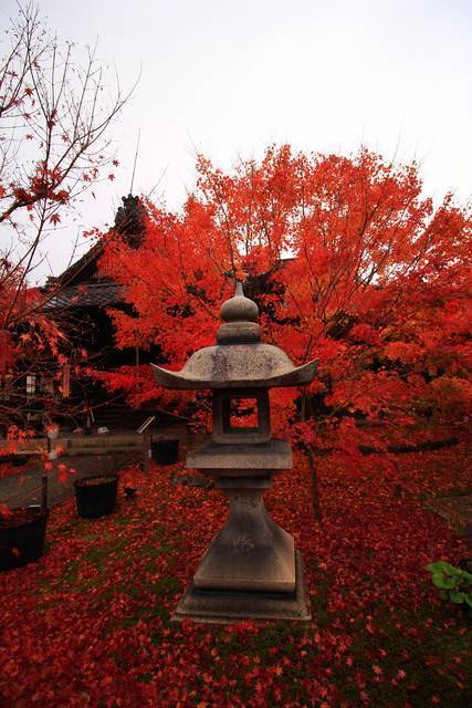 19紅葉 特別拝観 境内に和傘が初登場 美しさや良縁のご利益があるかも 吉祥天が宿る紅葉を愛でる 東福寺塔頭 勝林寺 19年11月14日 エキサイトニュース