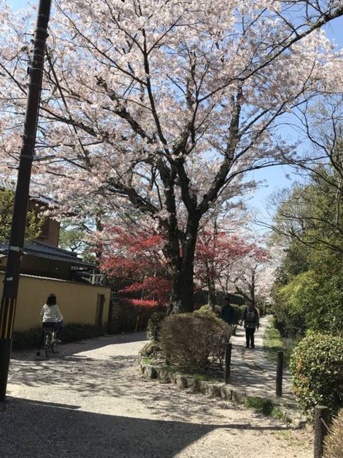 京都桜風景 そろそろシーズン終盤 ピンク色の桜吹雪も舞う 哲学の道 年4月7日 エキサイトニュース