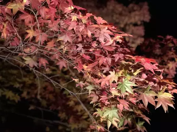 「【京都紅葉スポット】紅葉の赤、静寂の青、幻想的な雰囲気に包まれる『青蓮院門跡』」の画像