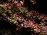 「【京都紅葉スポット】紅葉の赤、静寂の青、幻想的な雰囲気に包まれる『青蓮院門跡』」の画像13