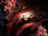 「【京都紅葉スポット】紅葉の赤、静寂の青、幻想的な雰囲気に包まれる『青蓮院門跡』」の画像18