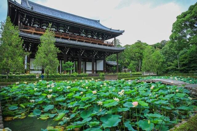 京都花めぐり 神秘的な花 蓮が可憐に咲いていました 東福寺三門 年8月12日 エキサイトニュース