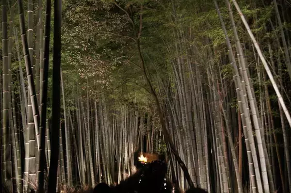 「立ち尽くすほどの美しさ！嵐山・嵯峨野エリア「竹林の小径」【まとめ】」の画像