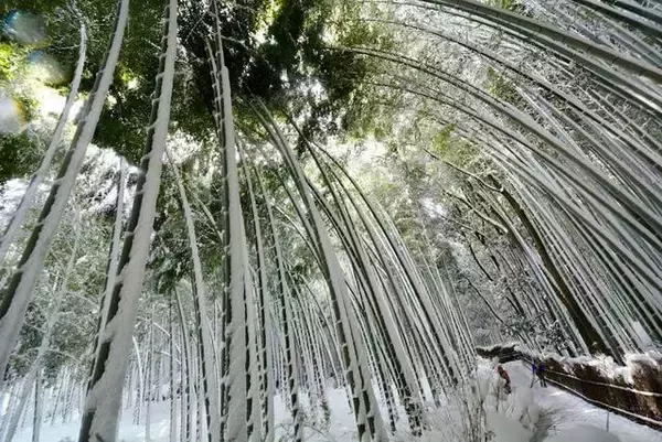 「立ち尽くすほどの美しさ！嵐山・嵯峨野エリア「竹林の小径」【まとめ】」の画像