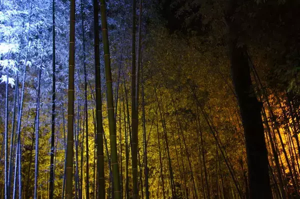 「立ち尽くすほどの美しさ！嵐山・嵯峨野エリア「竹林の小径」【まとめ】」の画像