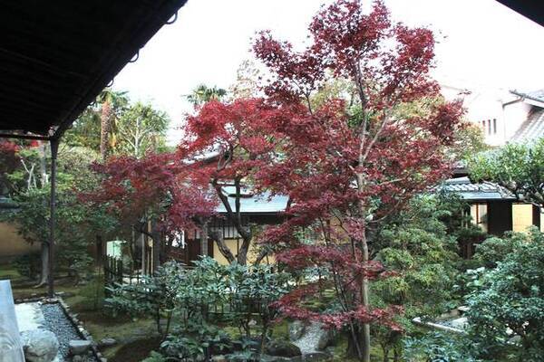 19紅葉 特別公開 貴重な文化財と真紅の紅葉に癒される 大徳寺 塔頭興臨院 こうりんいん 19年11月7日 エキサイトニュース