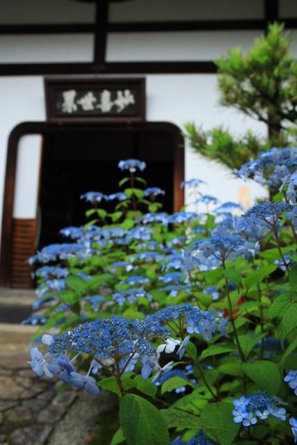 【特別拝観】新庭園「鶴鳴九皐」が完成、甘茶庭に癒される「建仁寺霊源院」【京都花めぐり】