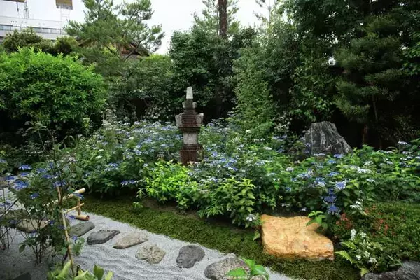 「【特別拝観】新庭園「鶴鳴九皐」が完成、甘茶庭に癒される「建仁寺霊源院」【京都花めぐり】」の画像