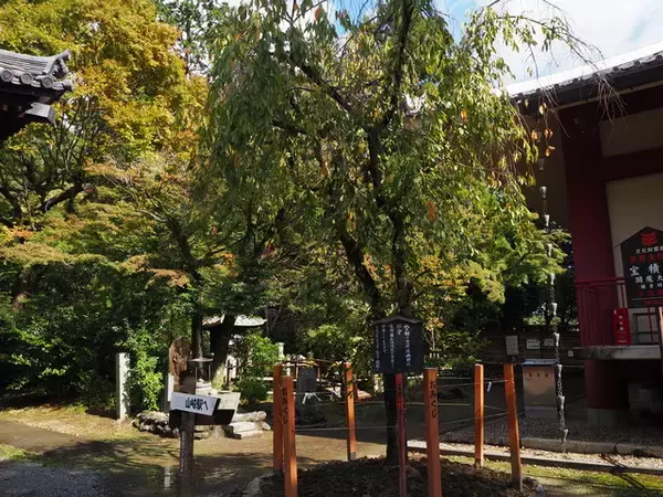 「大河ドラマ『麒麟がくる』ゆかりの地『宝積寺』で福徳を授かろう！」の画像