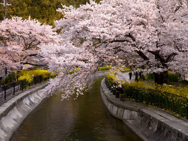 とっておきの京都の桜 山科編 京都駅から電車で約5分で行ける穴場スポット 19年3月26日 エキサイトニュース