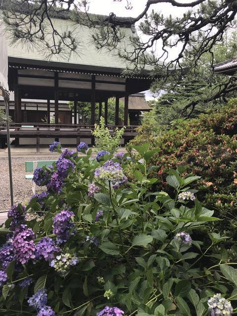 京都の花 お酒の神様を祀る日本三大酒神神社 別名 猫神社 であじさいとネコの共演 梅宮大社 19年6月17日 エキサイトニュース